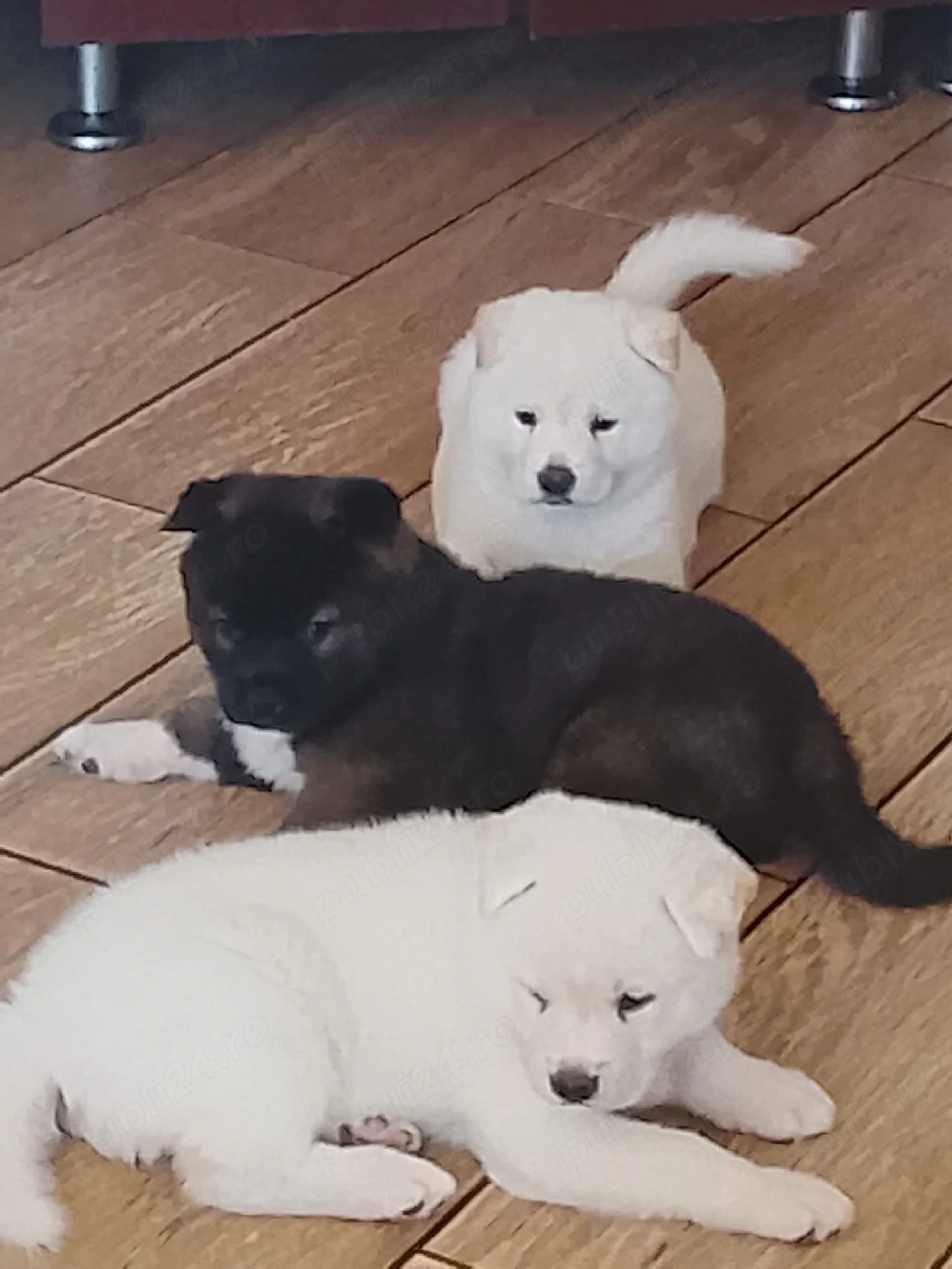 Vand căței Akita inu 