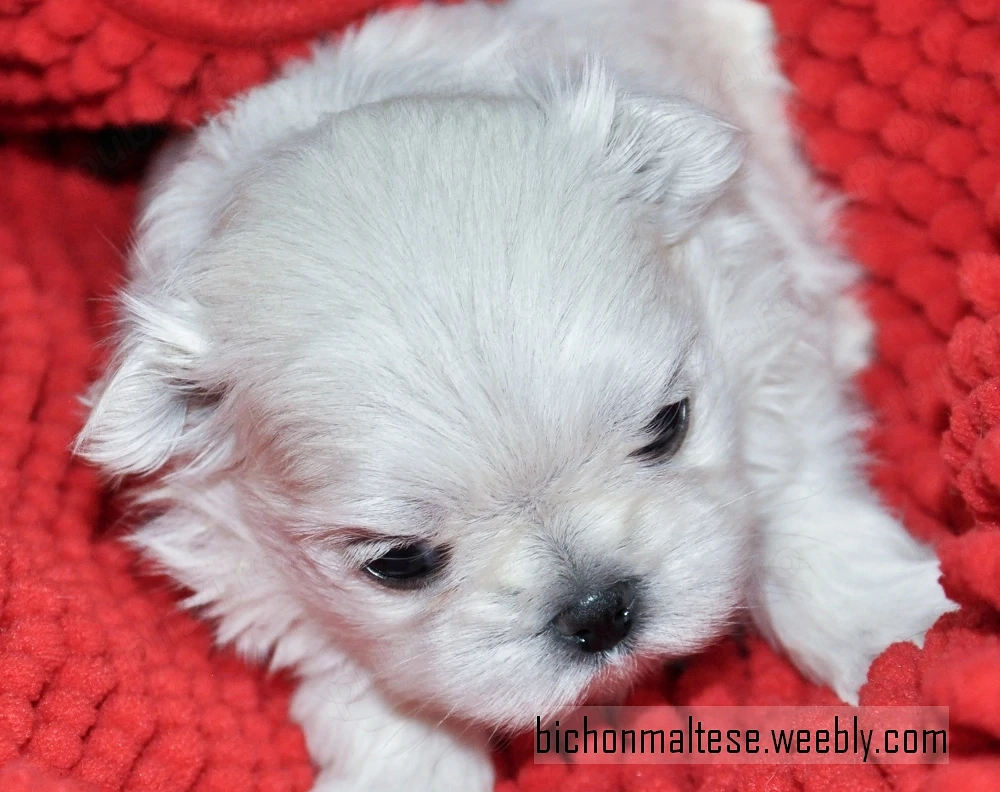 Bichon maltez, linii Coreea
