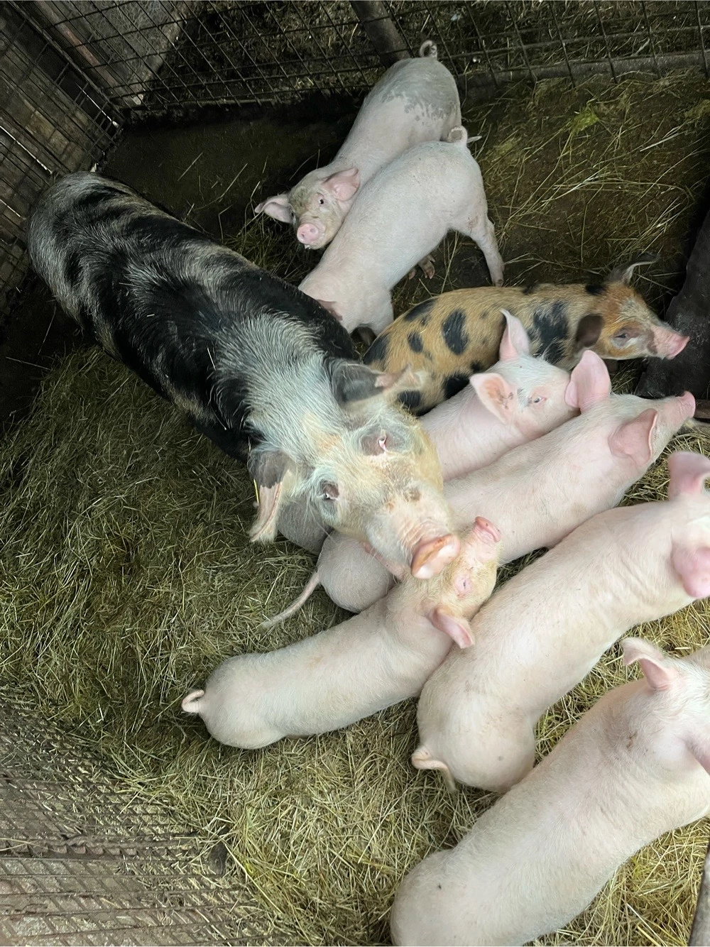 vand purcei bine dezvoltati de 6 saptamani 