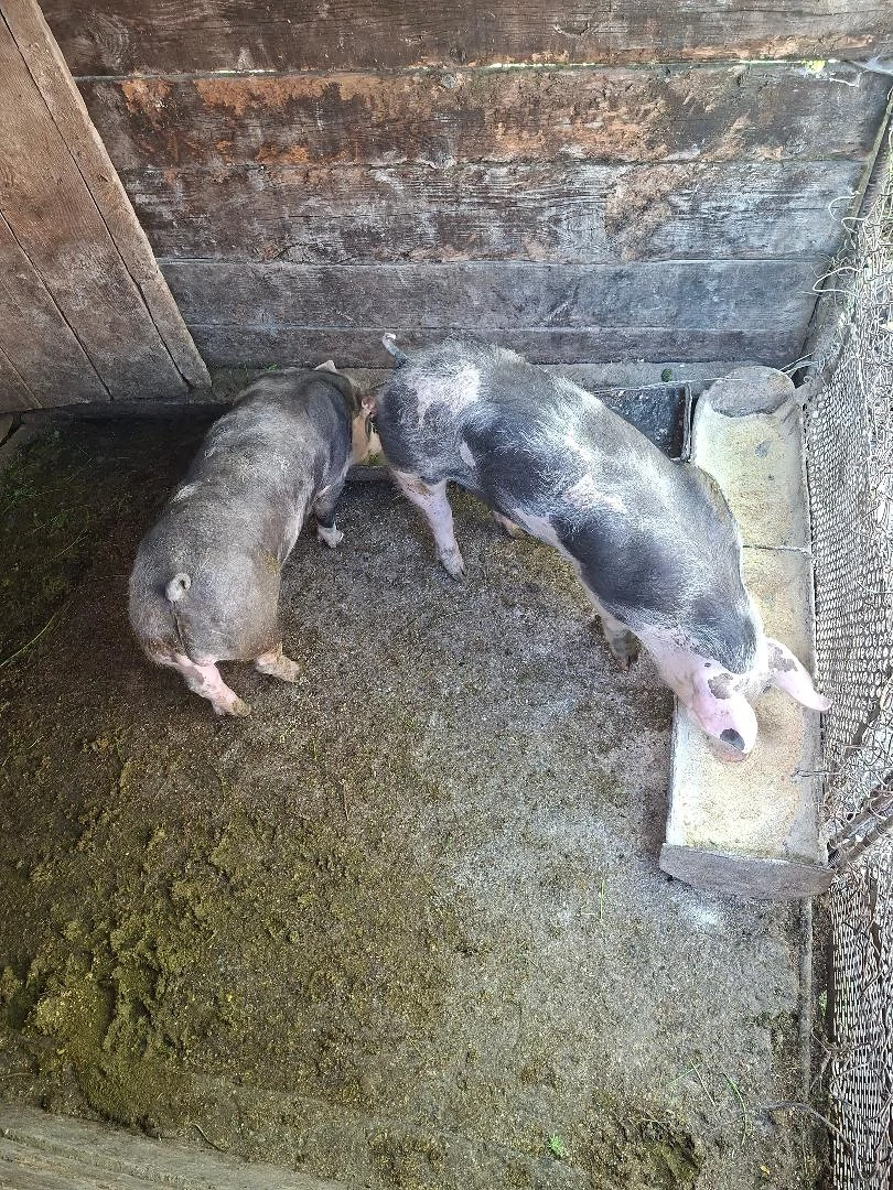 De vanzare purcel Pietran 