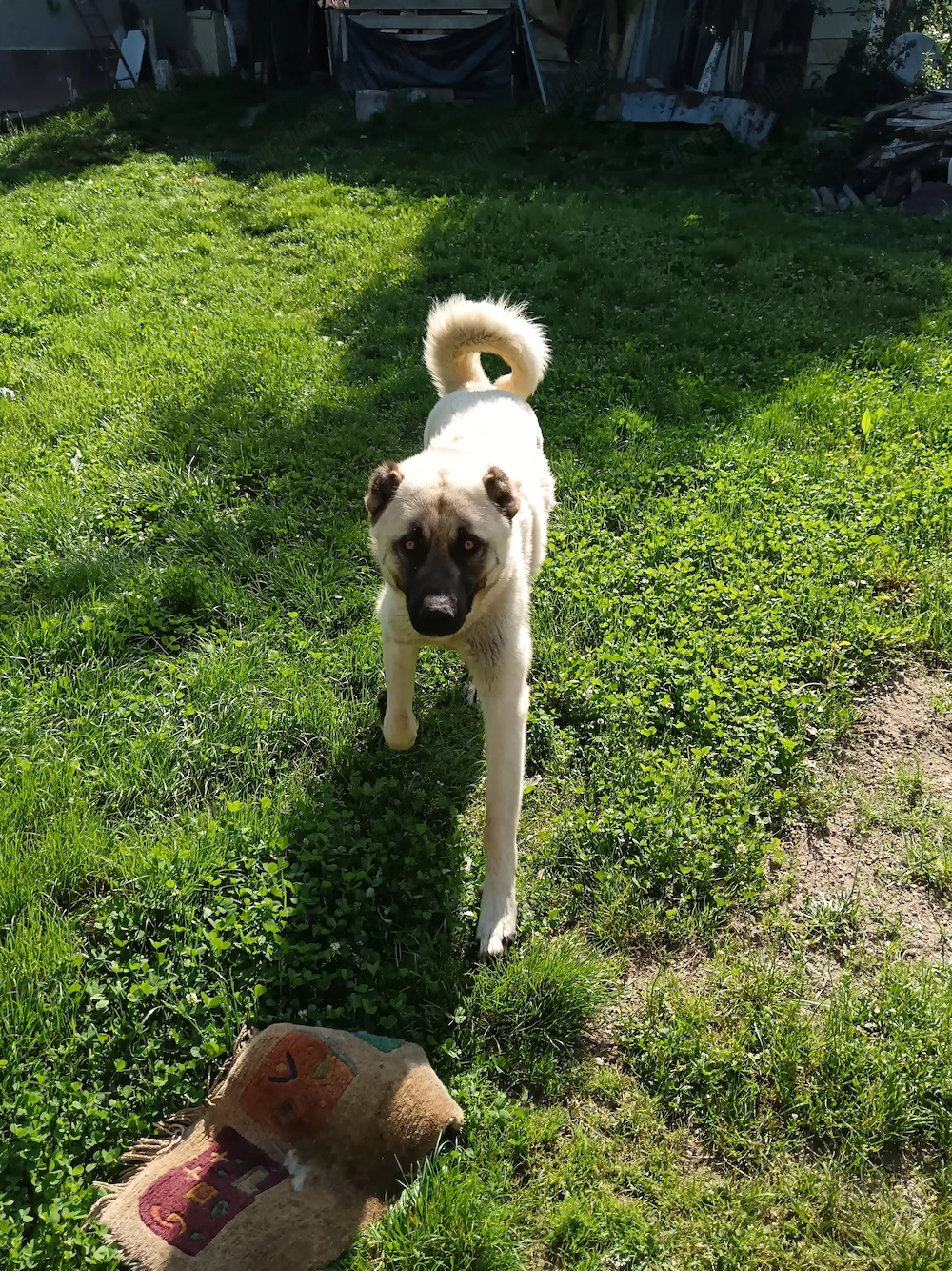Vind kangal 1an