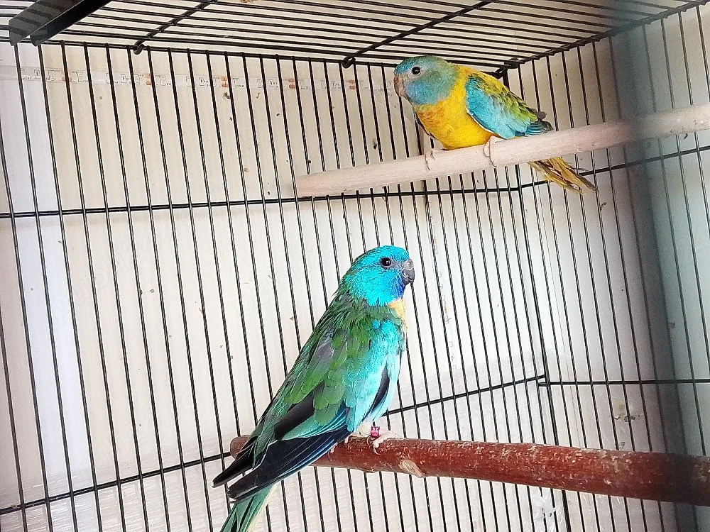 papagali neophema 