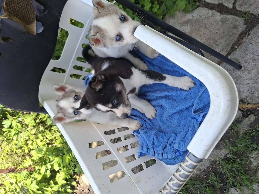 Pui husky siberian 
