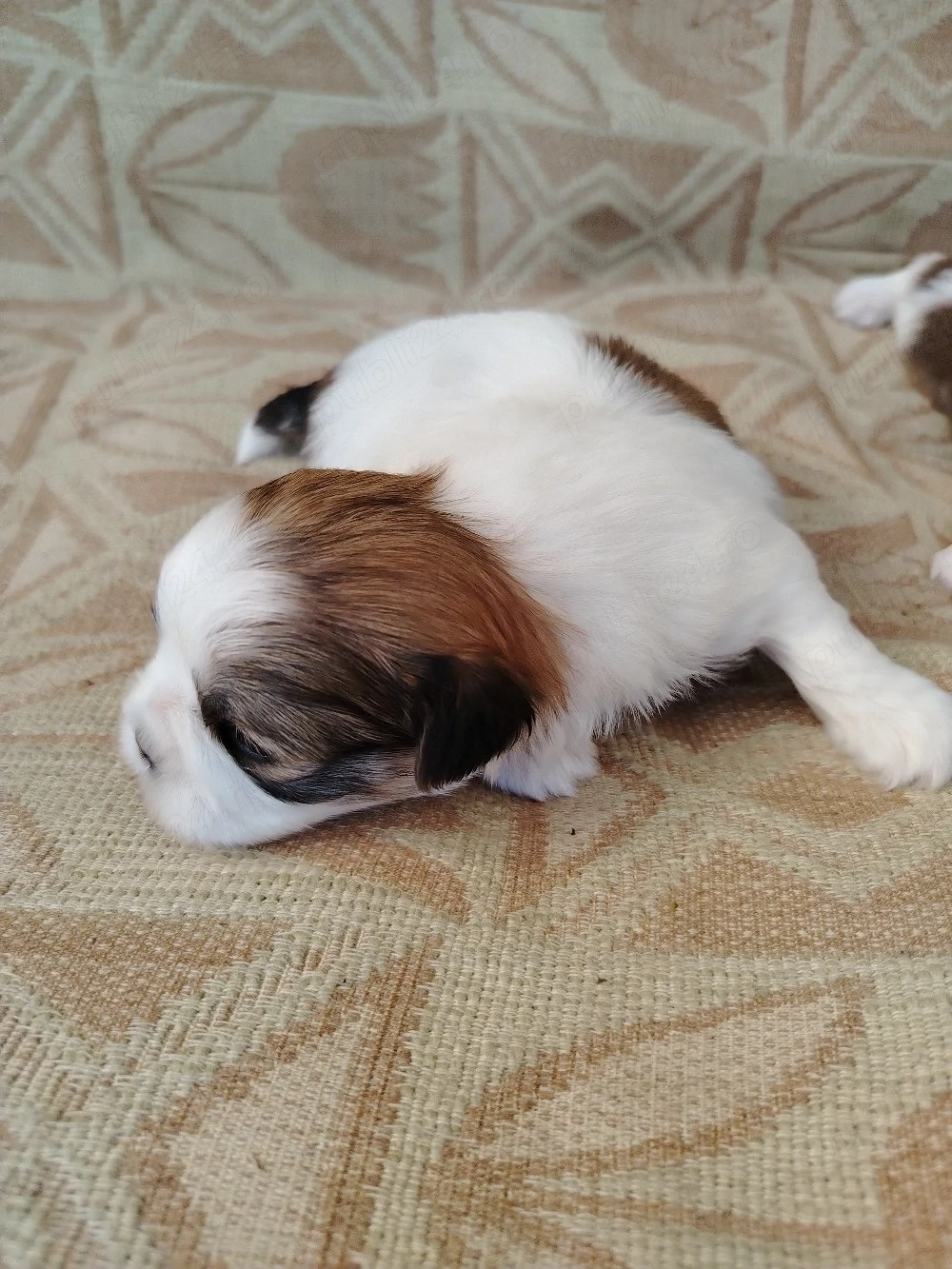 Pui cățel rasa Shih Tzu 