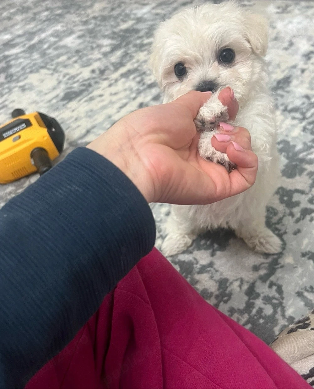 bichon maltez fetita doua lunite