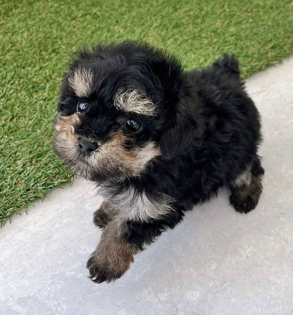 Bichon havanez superb