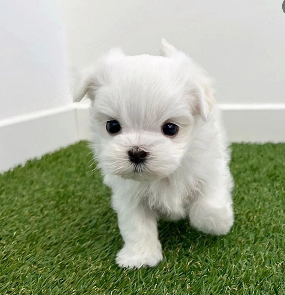 Bichon maltez mini