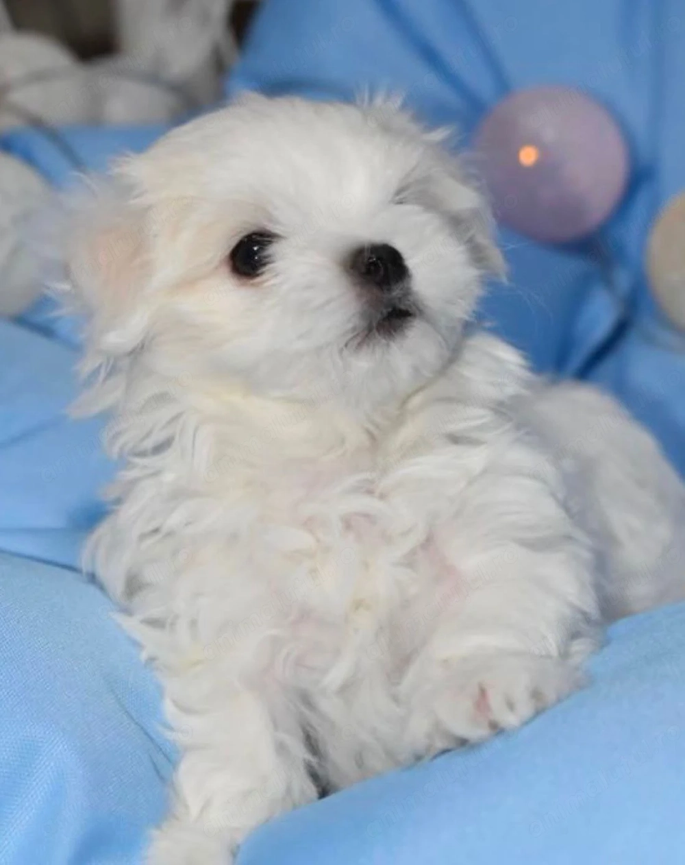 Bichon maltez fata