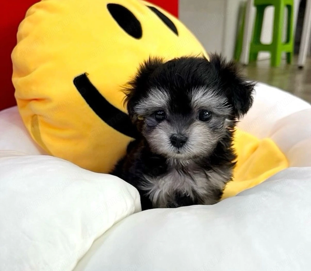 Bichon havanez mini