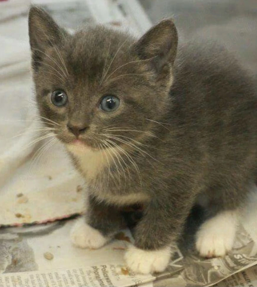 British Shorthair color 