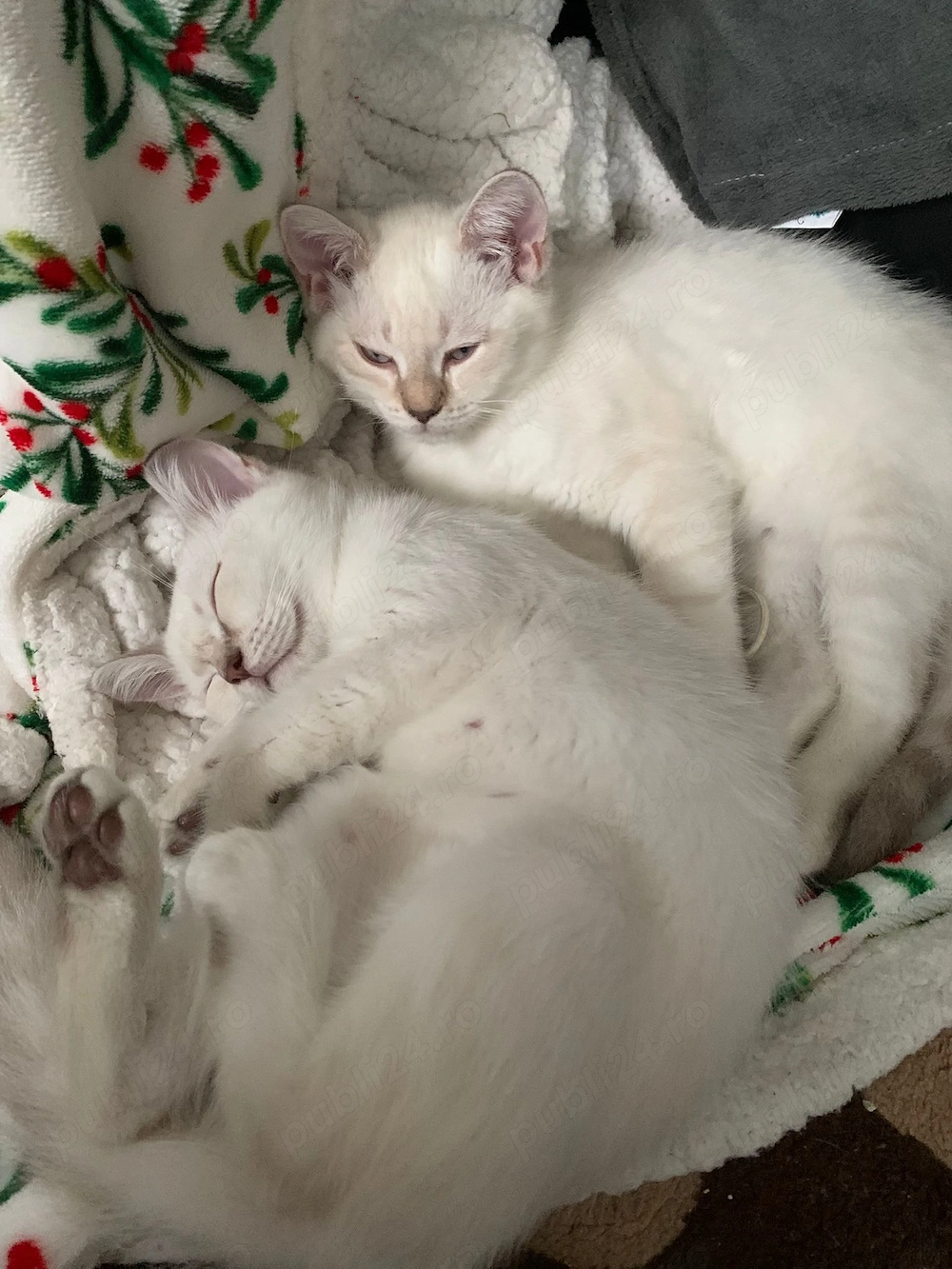 British shorthair chinchilla 