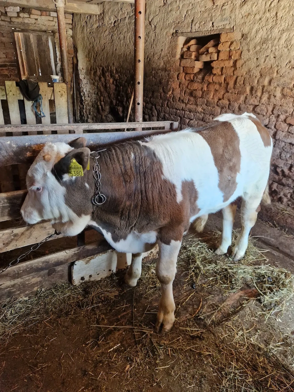 Vand tauras belgian 