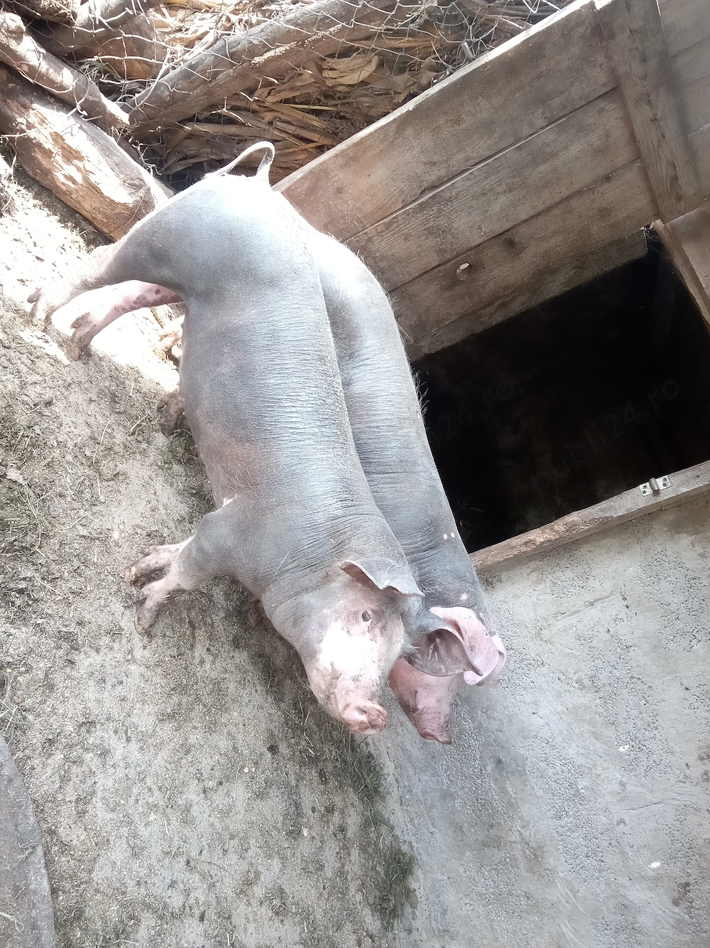 Vând purcel și purcică, rasă Landrace cu Pietrain!