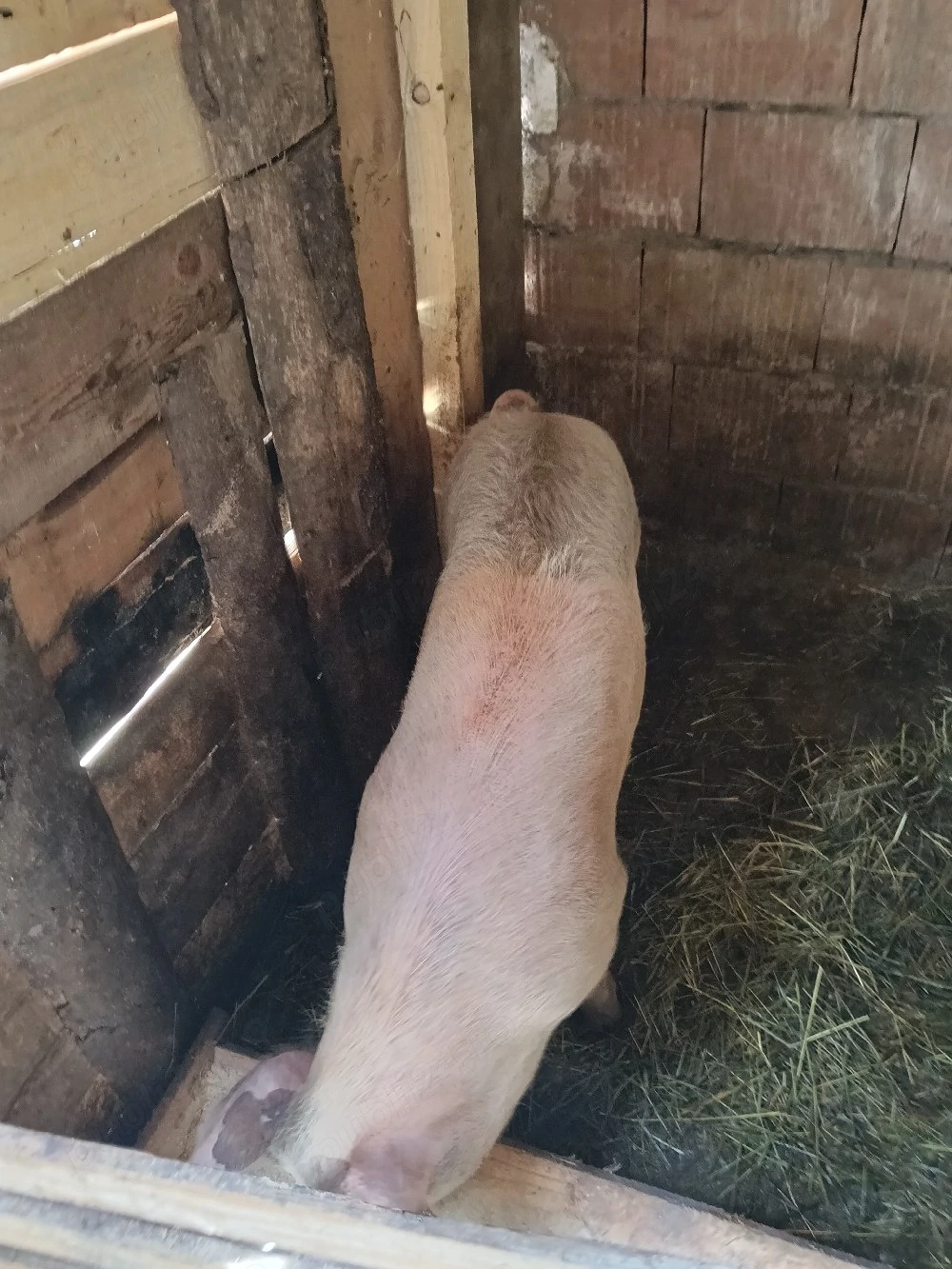 de vânzare porci 