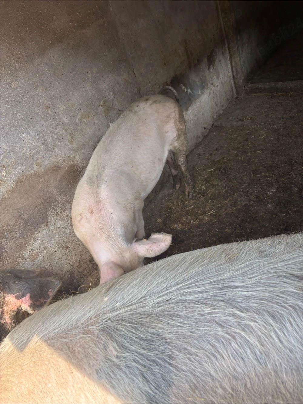 vand porci