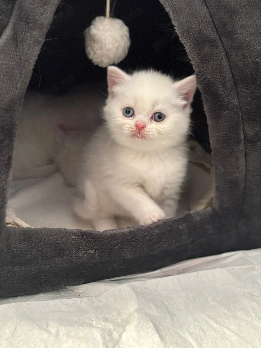 Pui de pisica British Shorthair