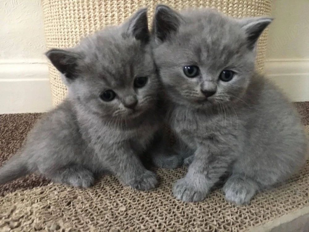 British shorthair blue