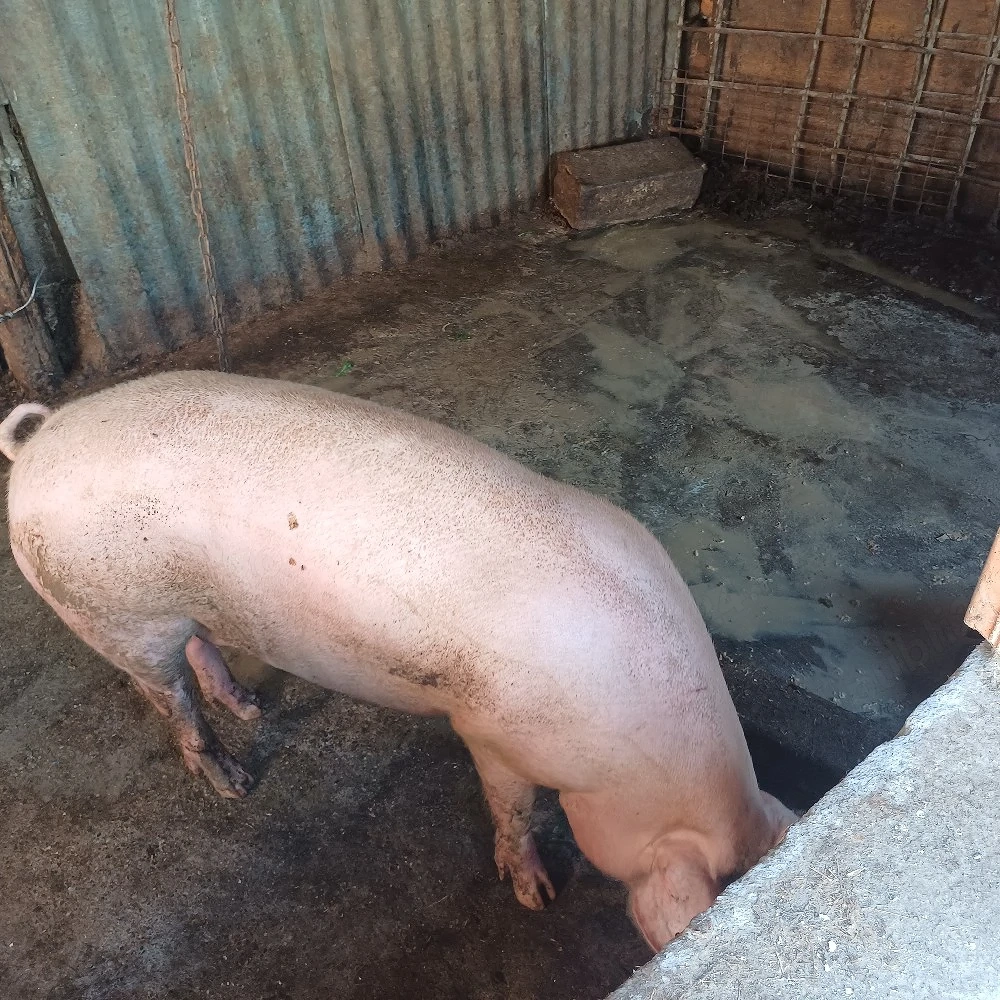 schimb porci 