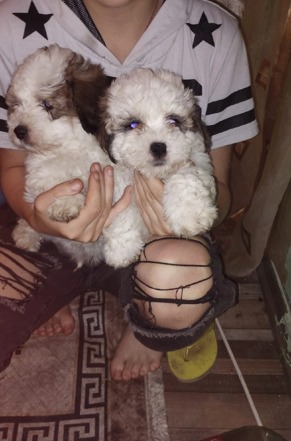Catel Shih-tzu pui (2 luni)