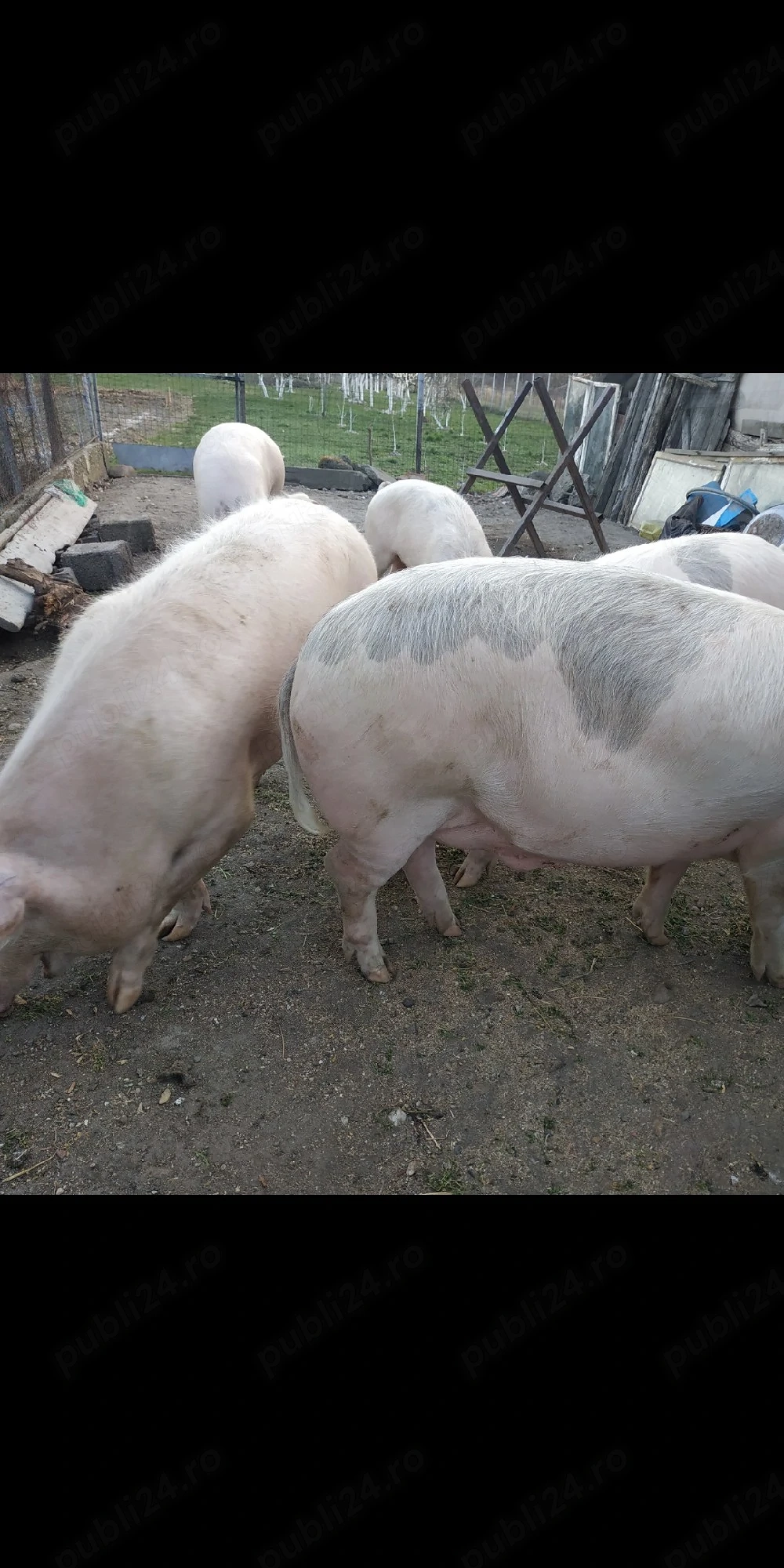 Vand porc 