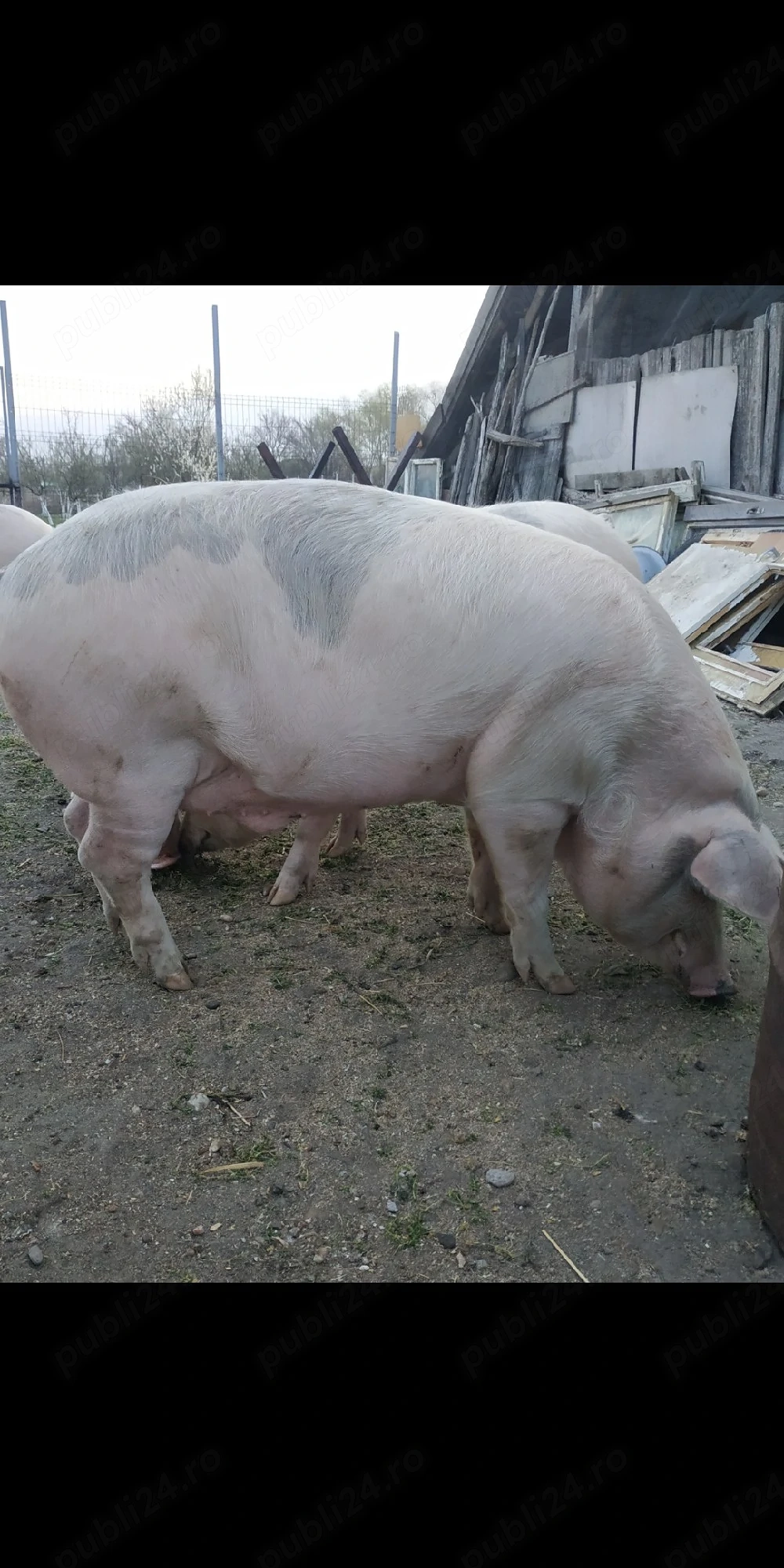 Vand porc 