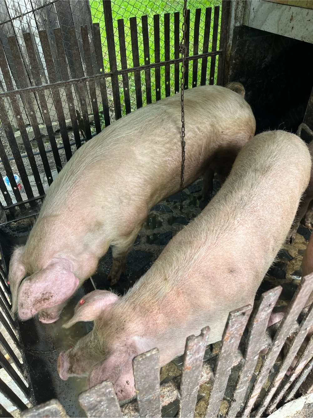 porci   scroafa landrace