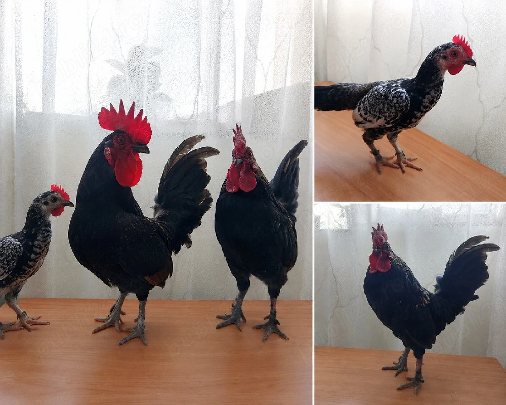 Cocoși Americani