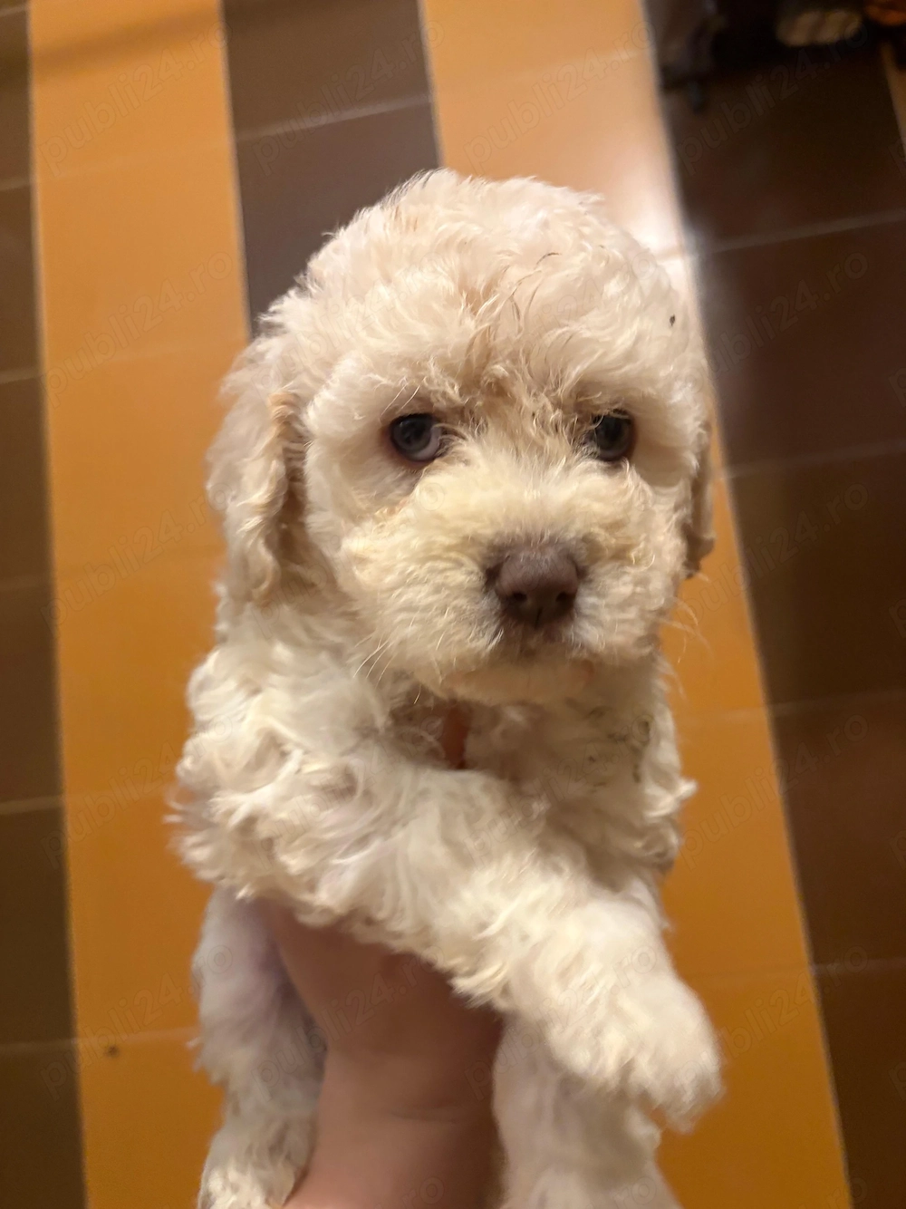 Vând Lagotto Romagnolo