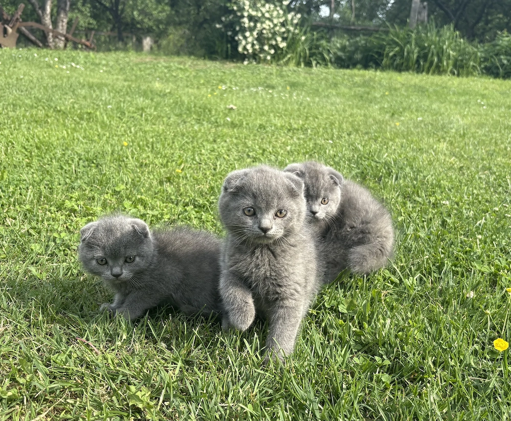 Scottish fold 