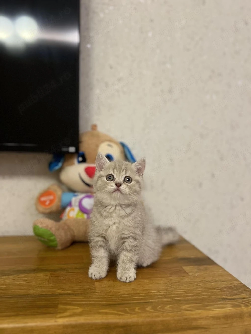 British Shorthair silver 