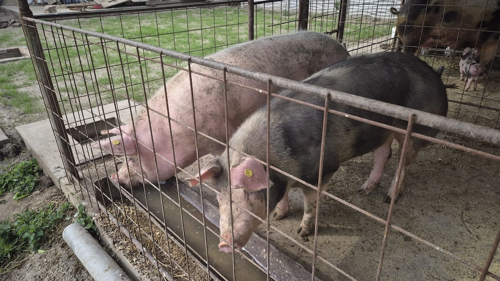 Porci de vânzare 10 lei kg