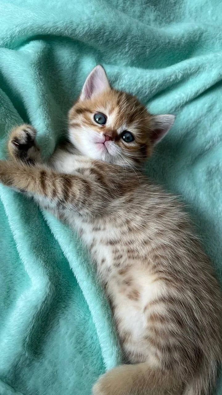 British shorthair puișori