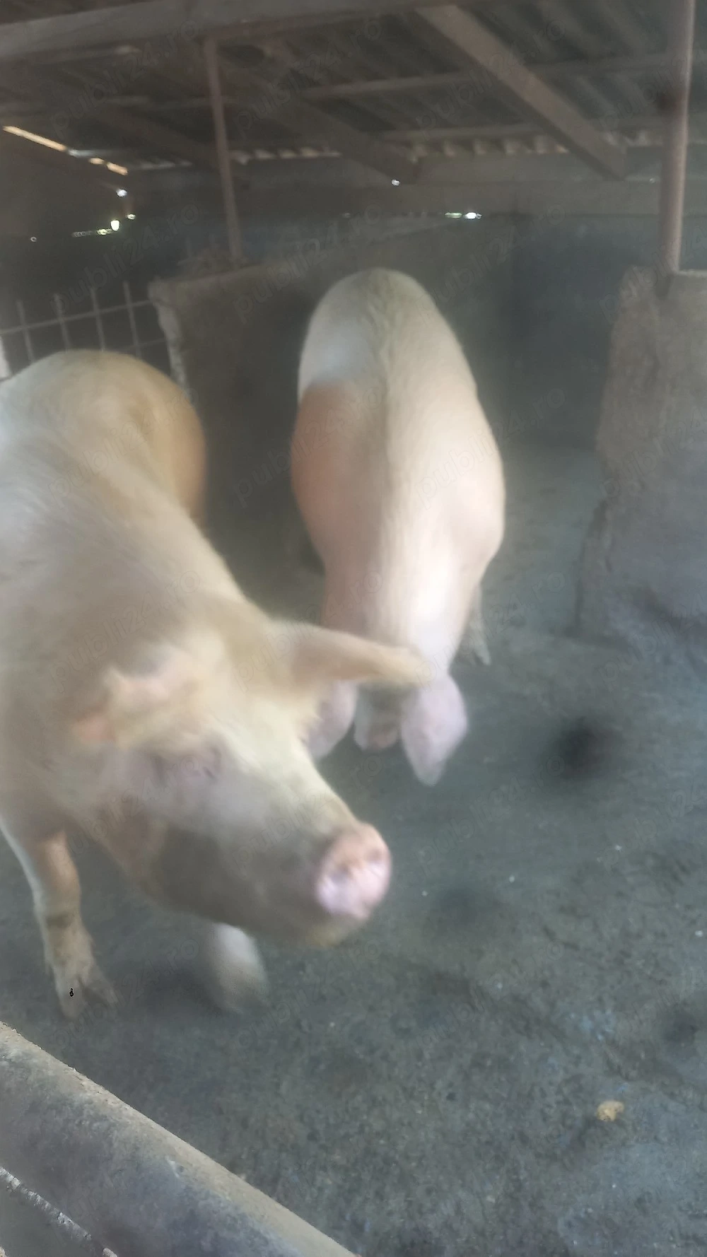 vand porc crescut de casa 