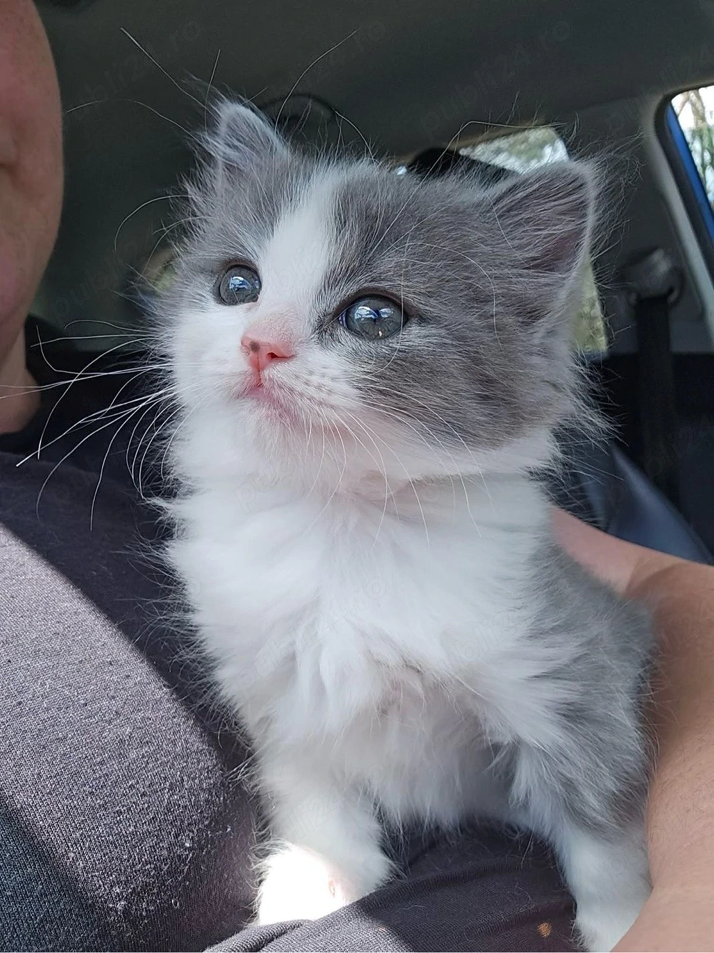 British Shorthair color 