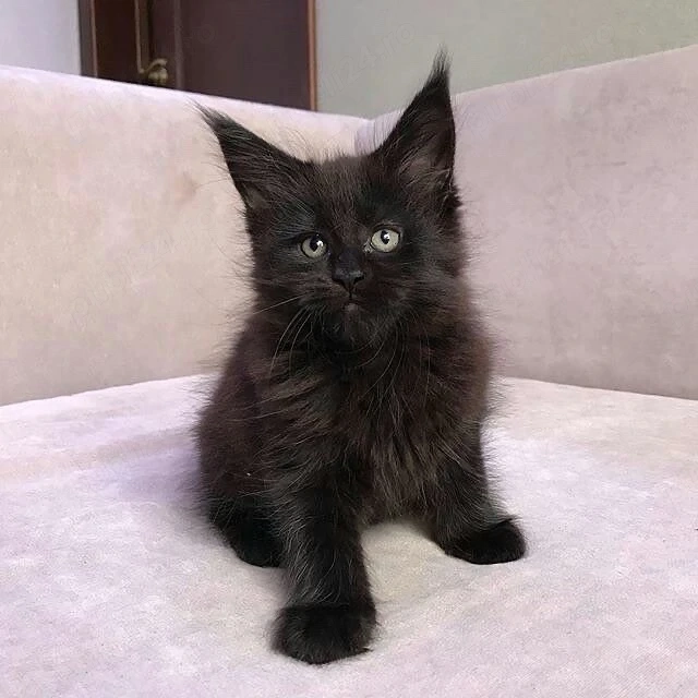 puiut maine coon 