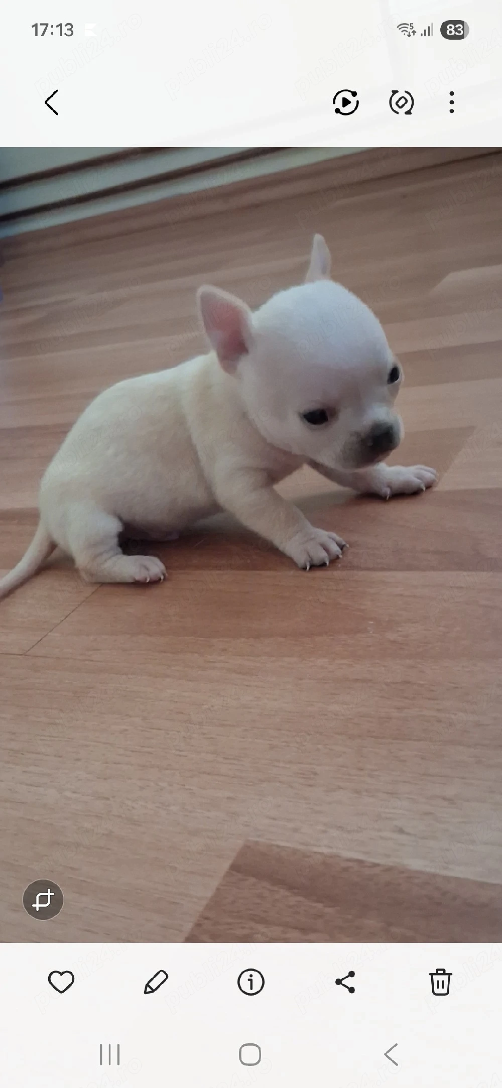 băiețel chihuahua 