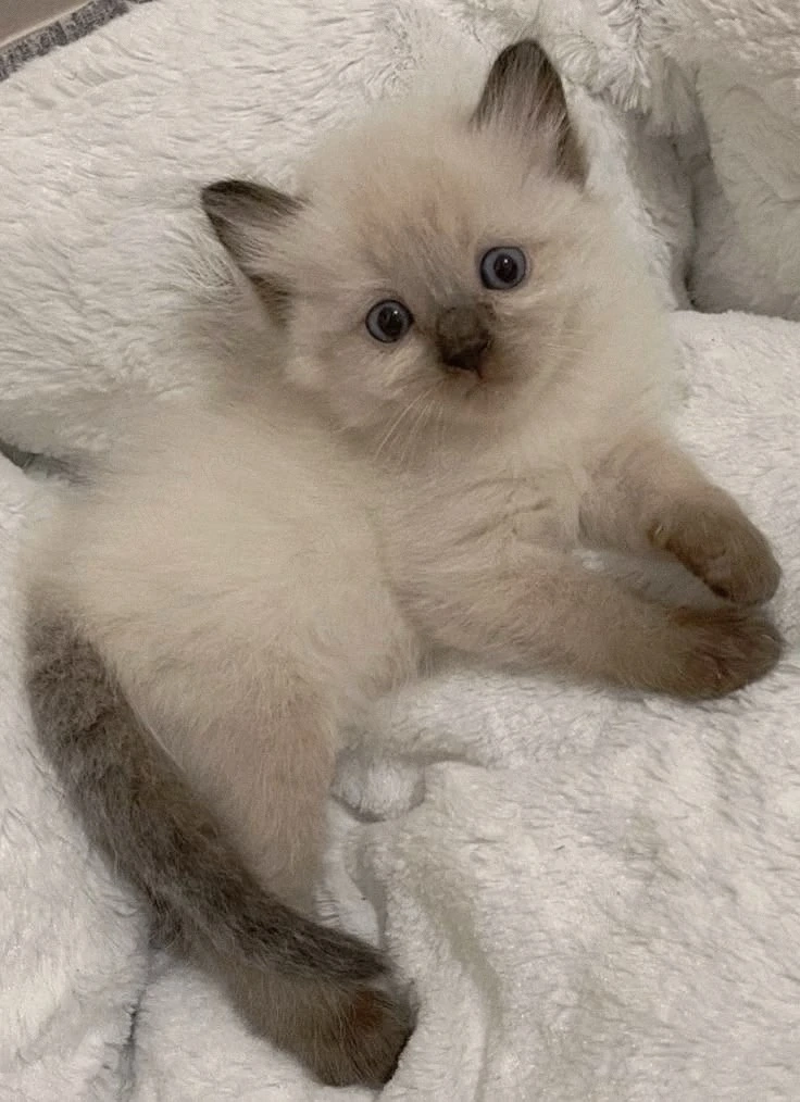 Ragdoll disponibil 