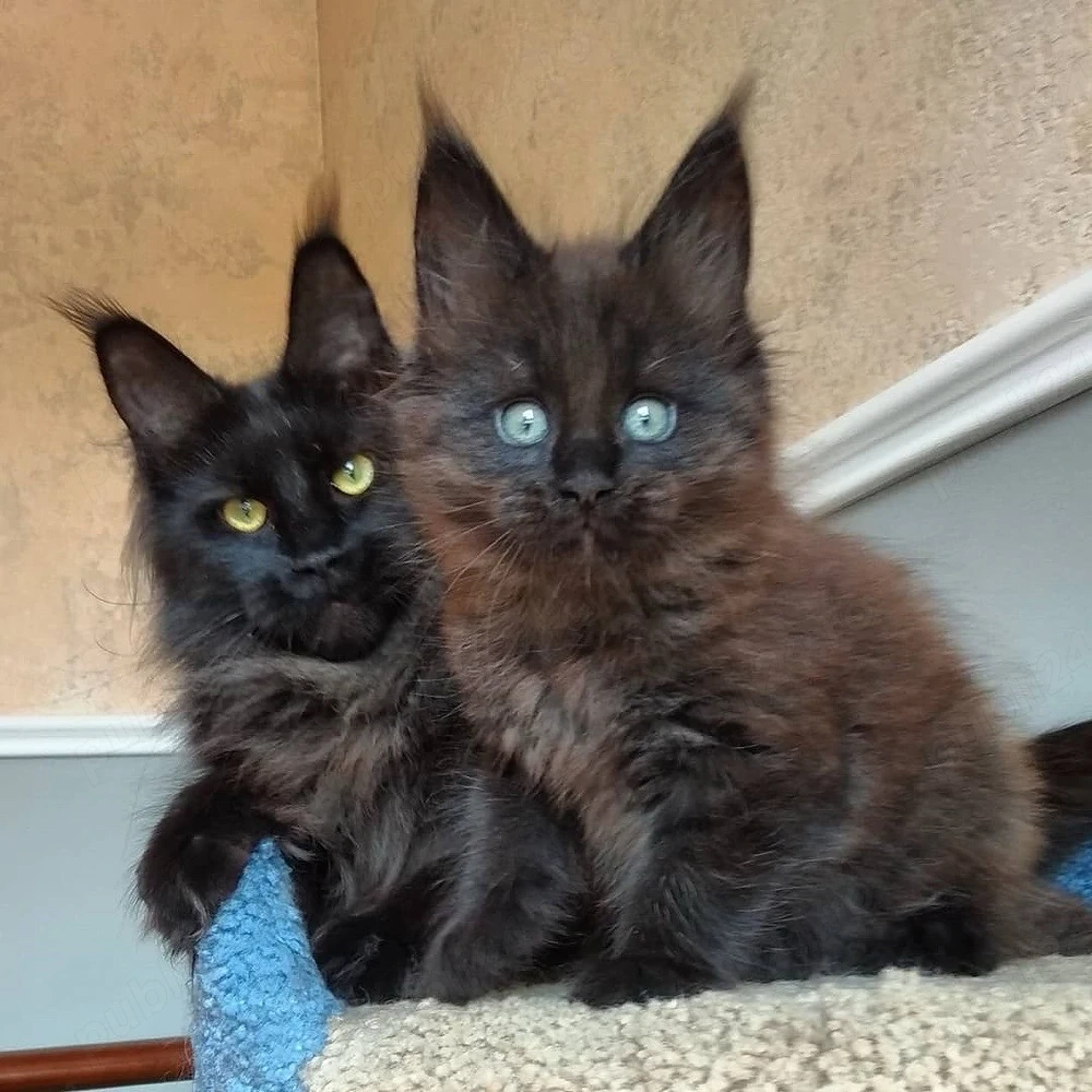 Maine coon black