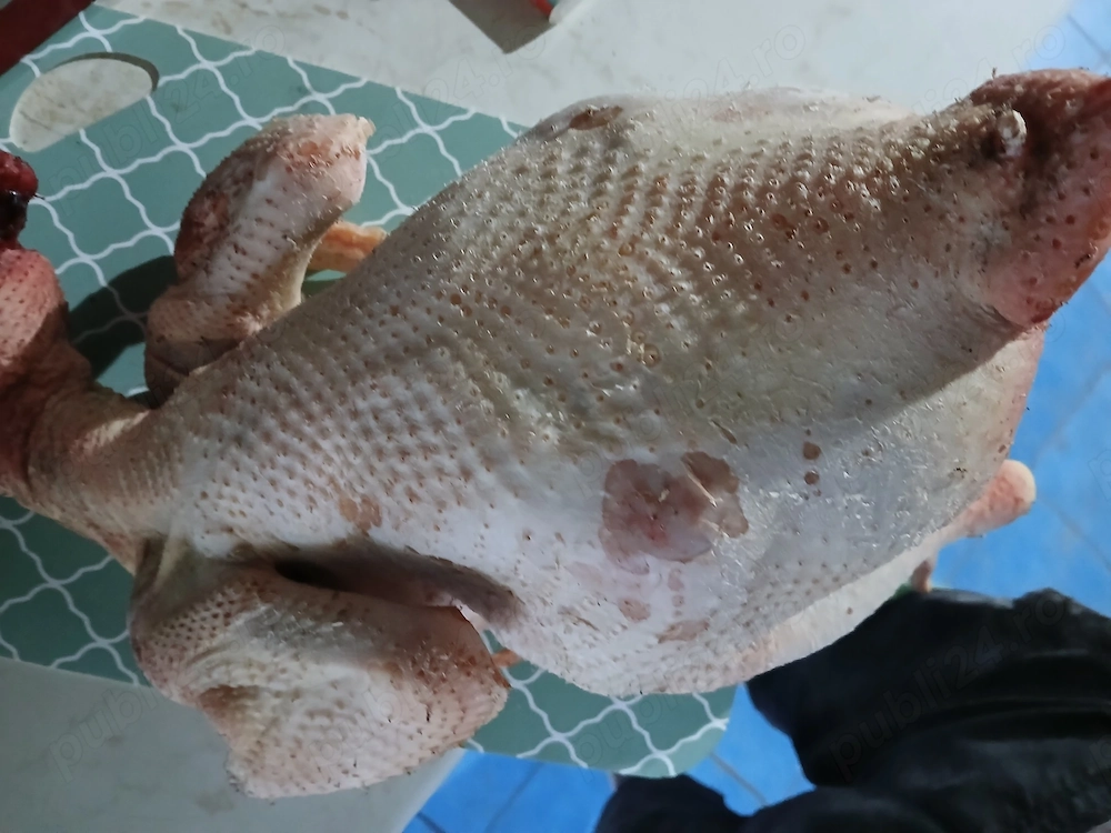 Vind puii găină tăiați crescuți natural. 