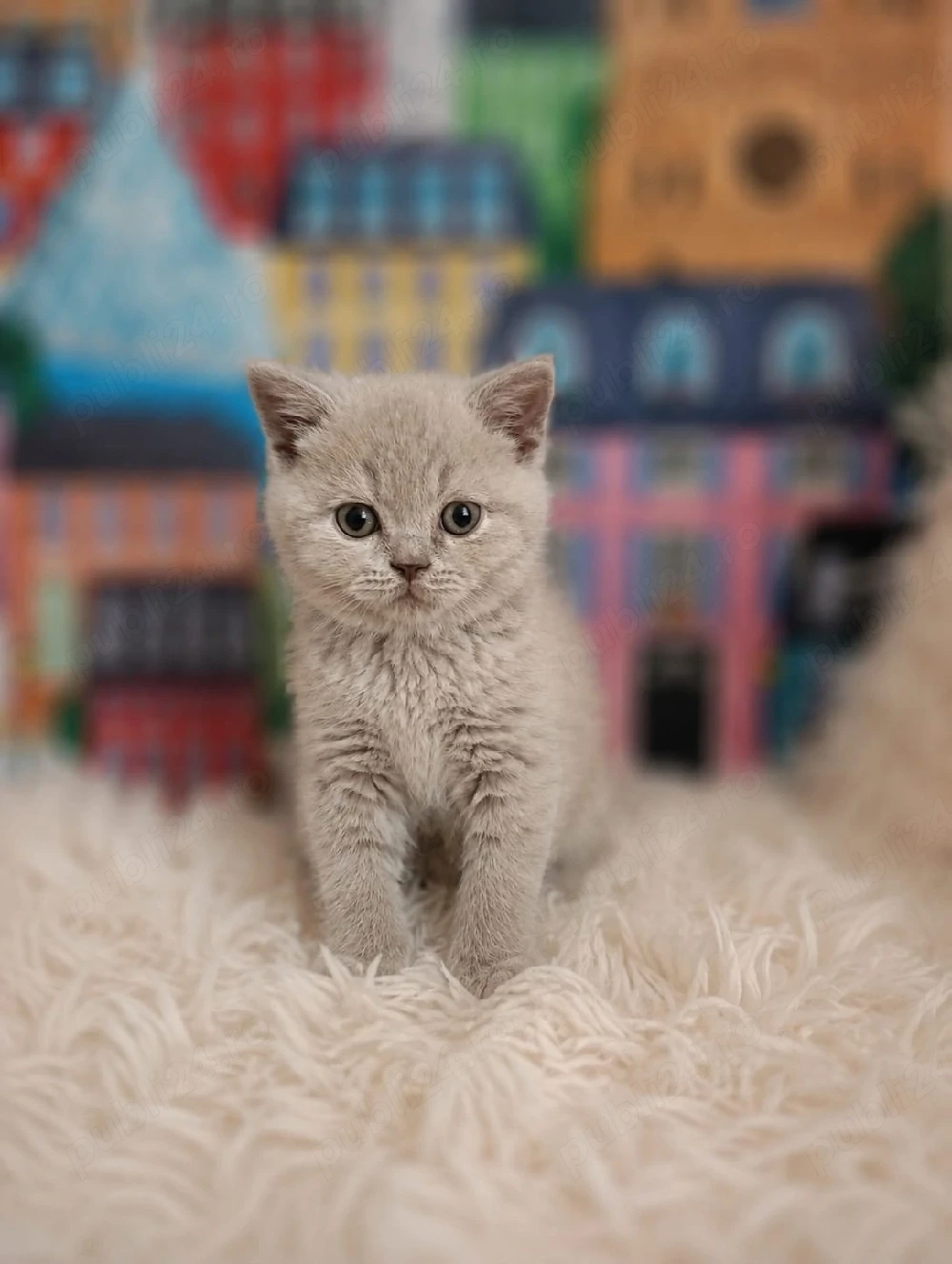 pui fetiță British Shorthair ORADEA 