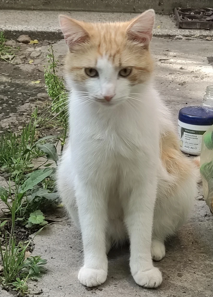  Adopție pisica Buzău 