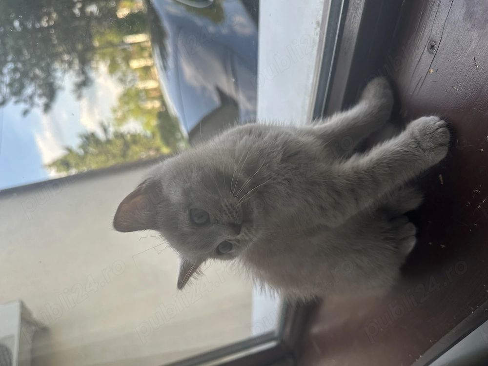 Puiuți british shorthair