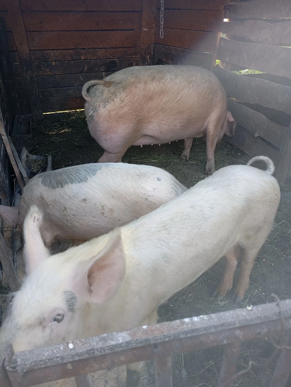 porci de vânzare 