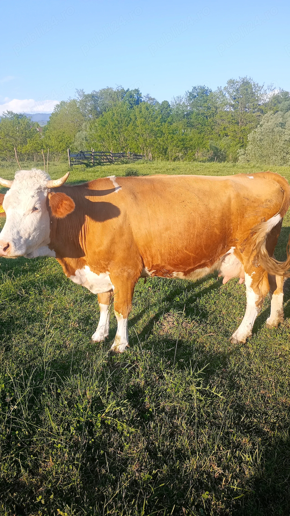 Vacă cu lapte,