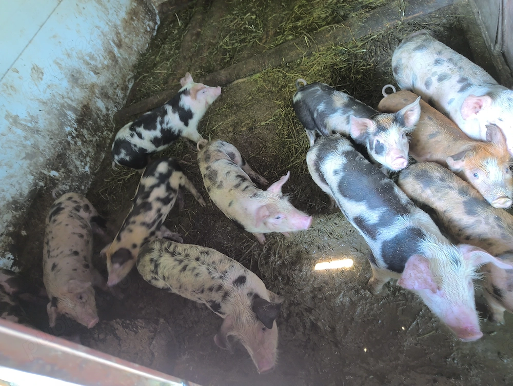 Purcei pietran cu duroc 8 săptămâni vând sau schimb