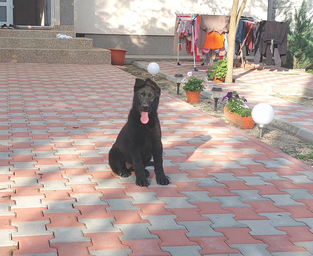 Fetitza 2 luni Ciobanesc German Negru-Parinti cu Pedigree