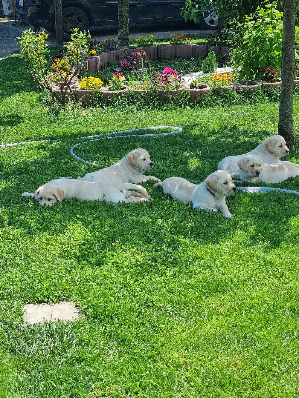 pui labrador retriver