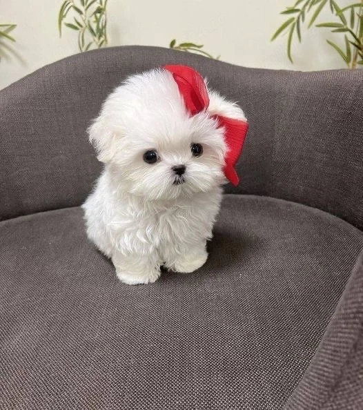 Bichon Maltez Mini Toy 