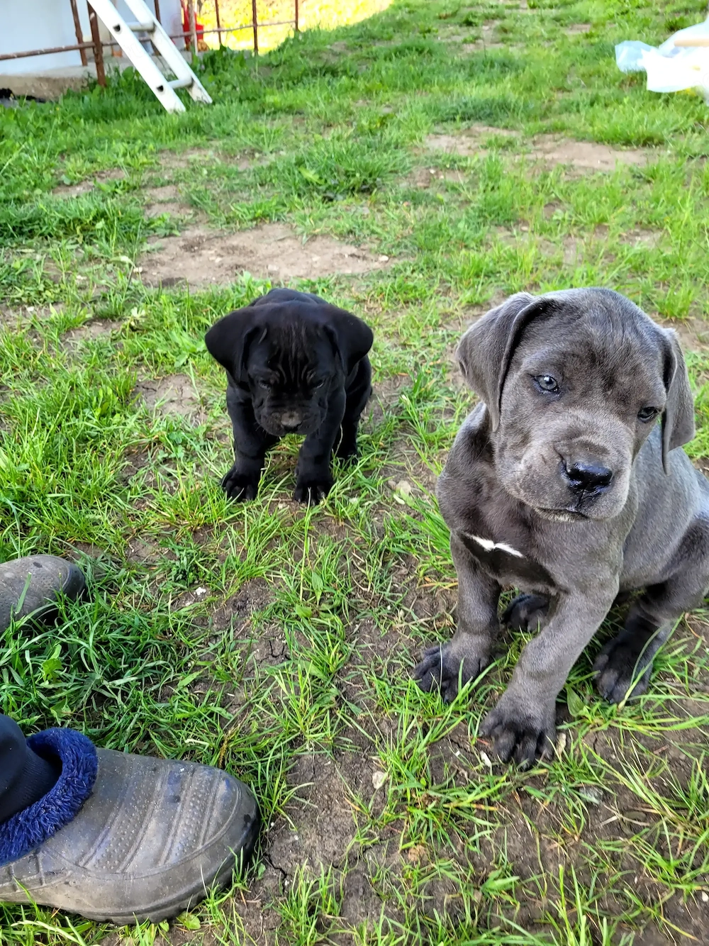 Cățelușe adorabile