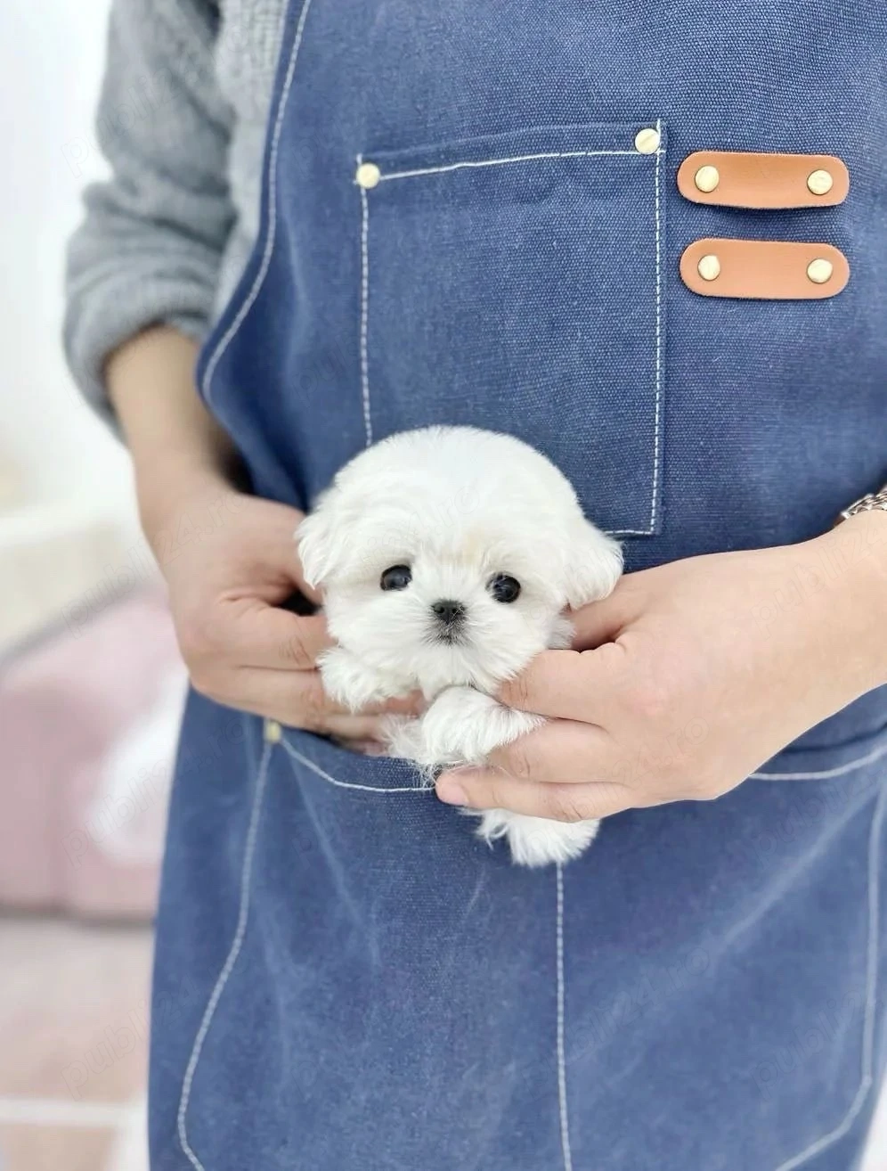 Bichon Maltez Mini Toy 